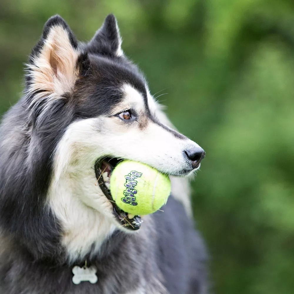 A dog with a tennis ball in its mouth