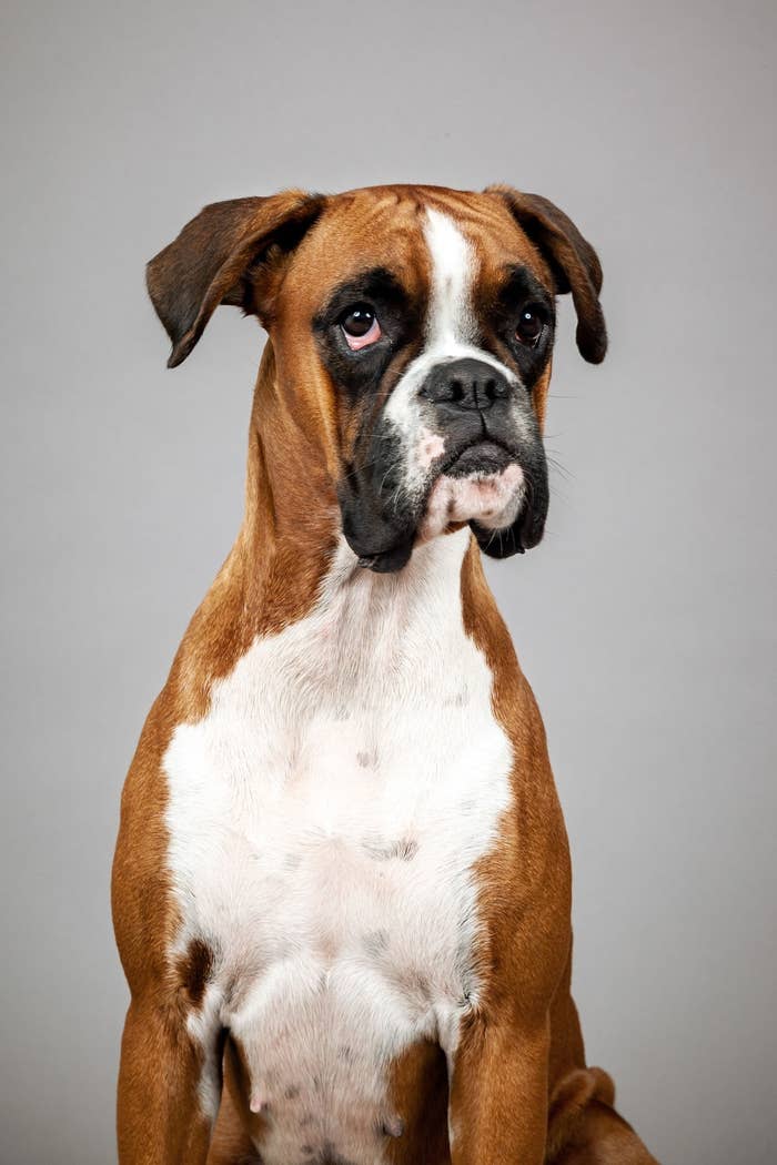 Boxer Sitting With Head Tilted