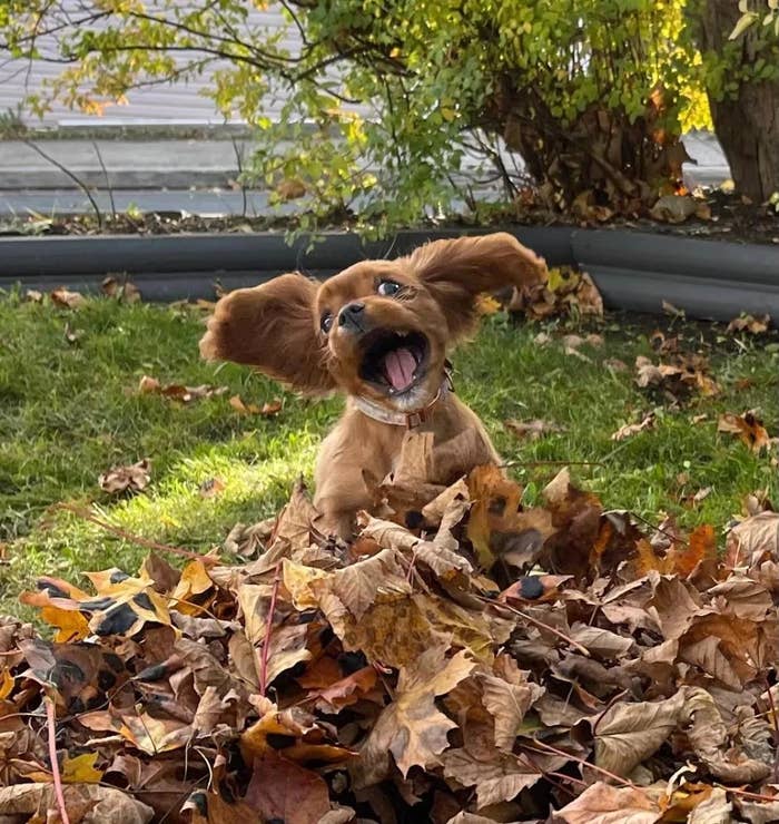 puppy jumping into a pile of leaves with its ear out to the side