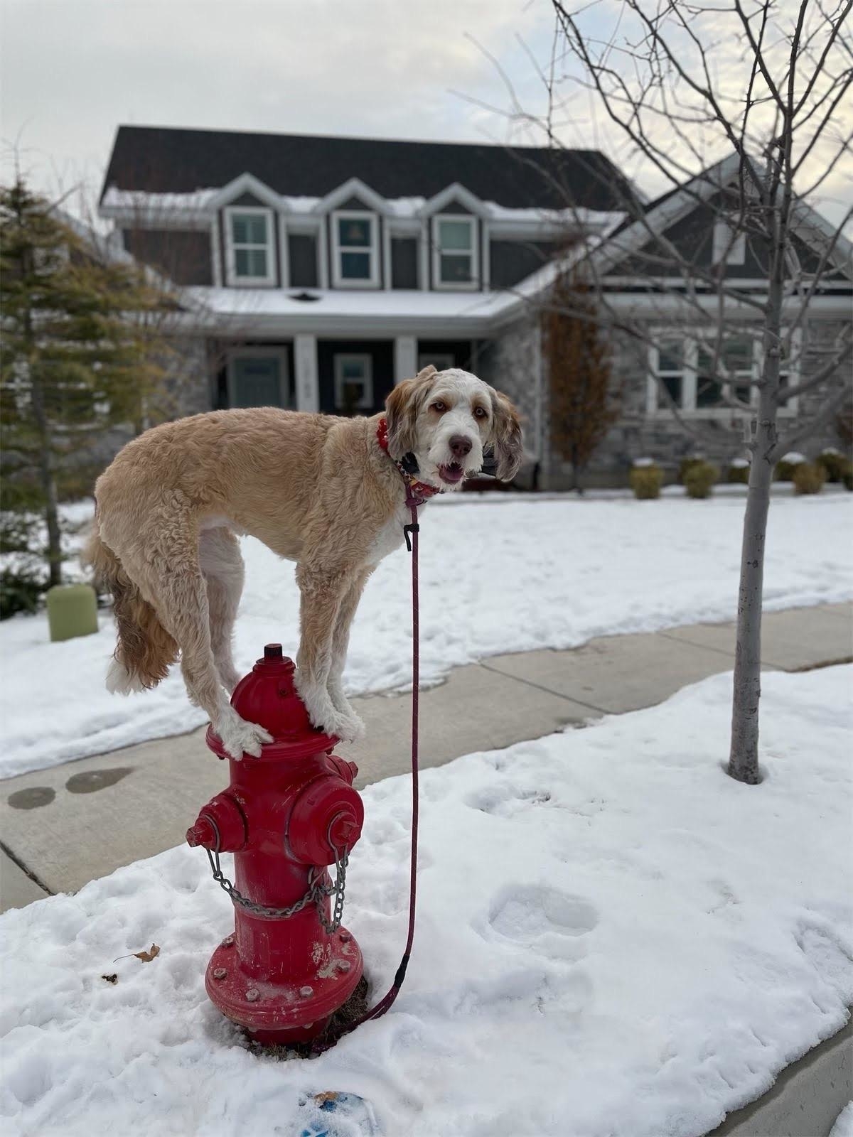 poodle balancing on a fire hydrant