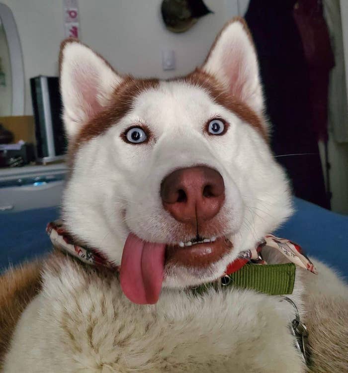 dog with its tongue out