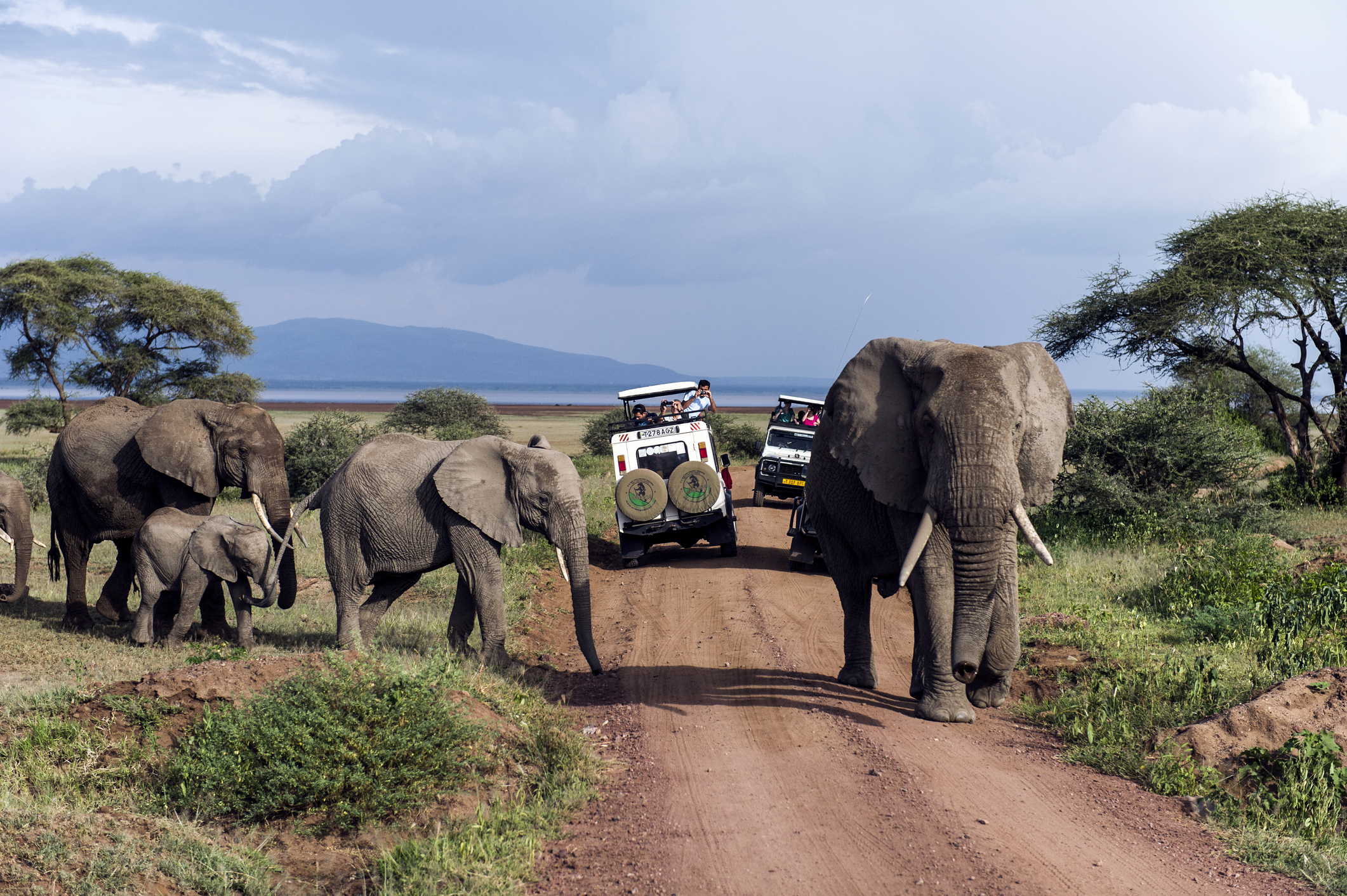 Cars on safari as elephants cross the road