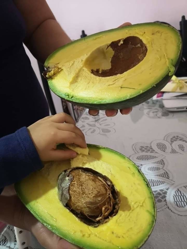 A giant avocado