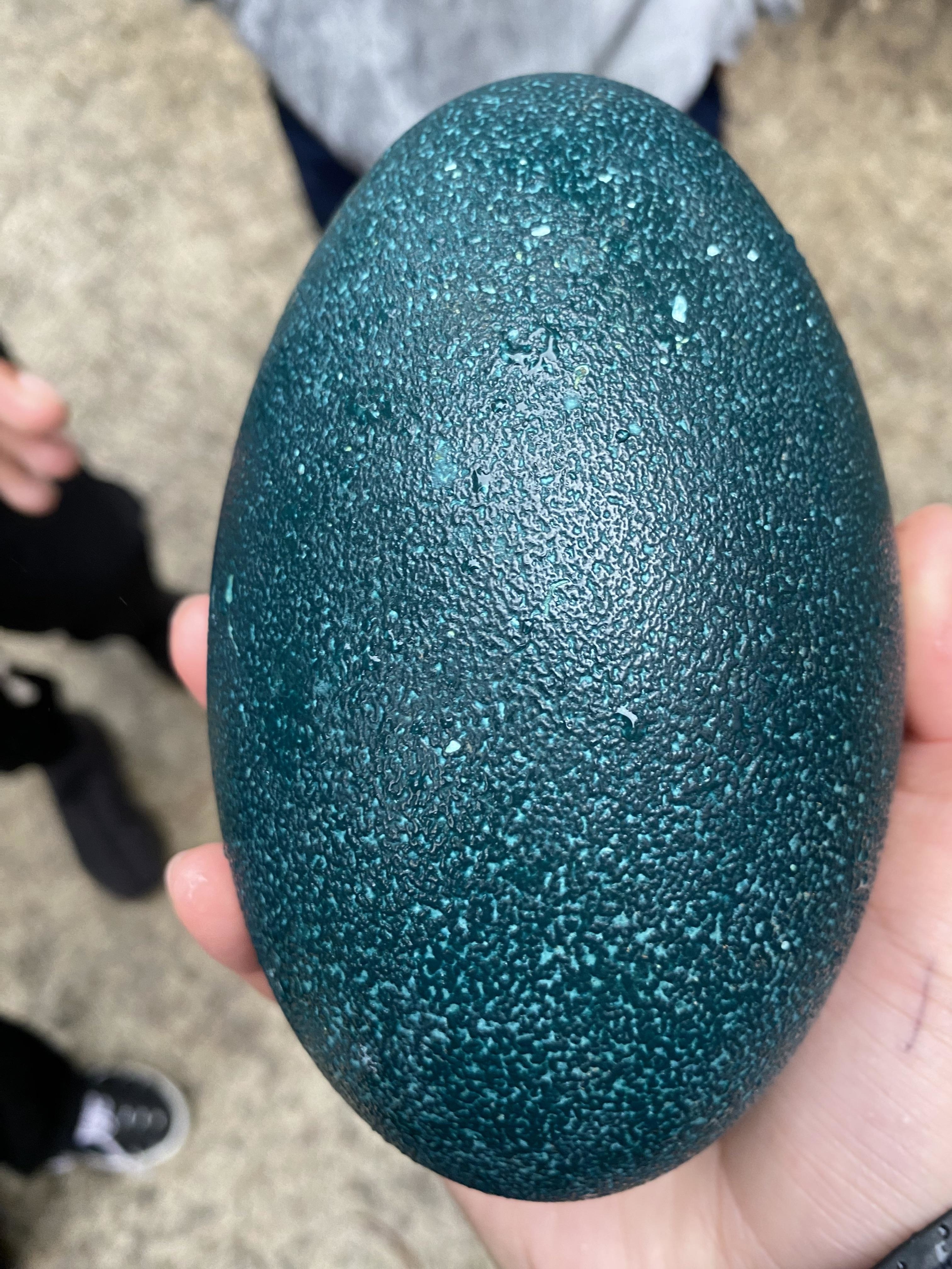 An emu egg