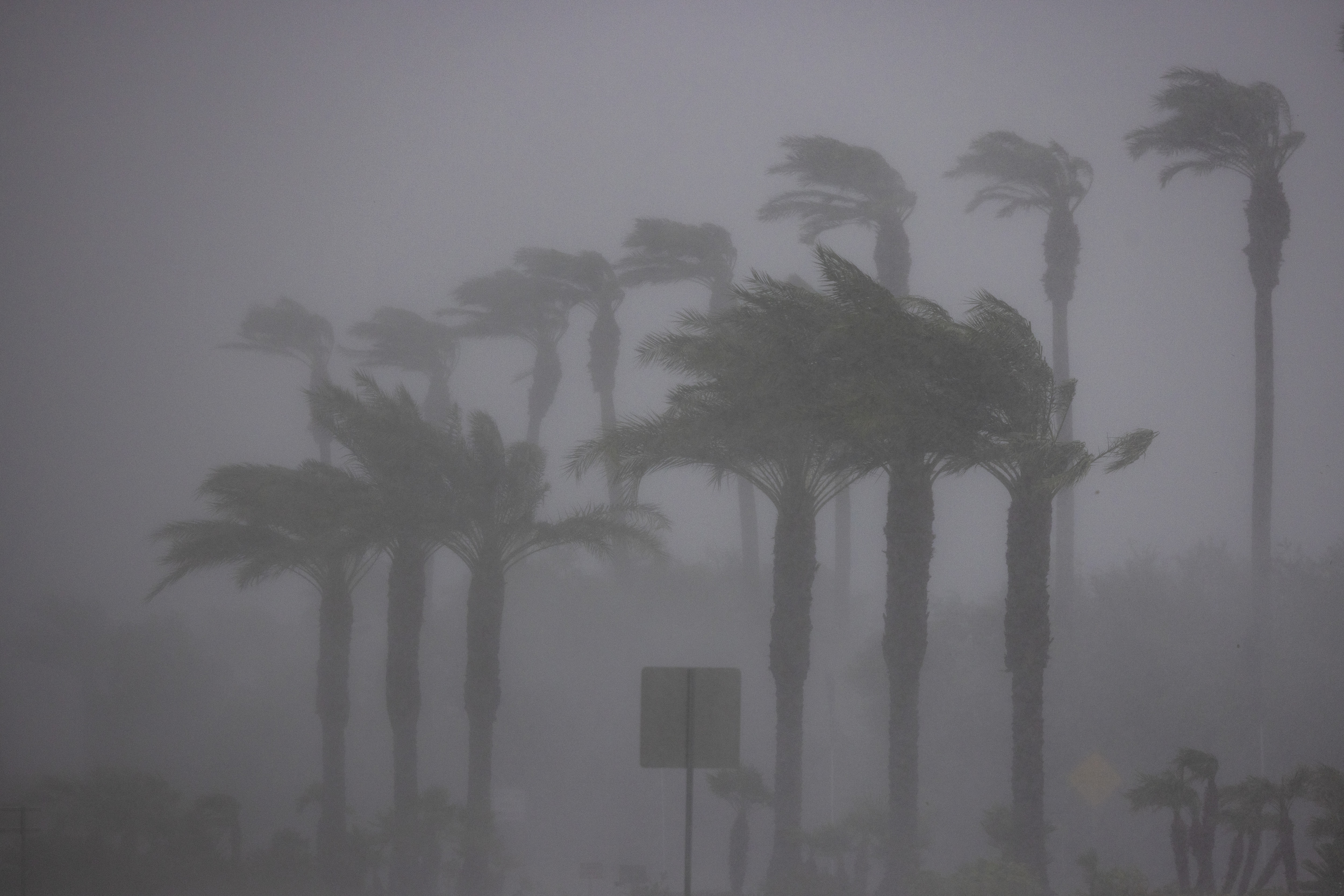 Heavy rain and wind battering palm trees