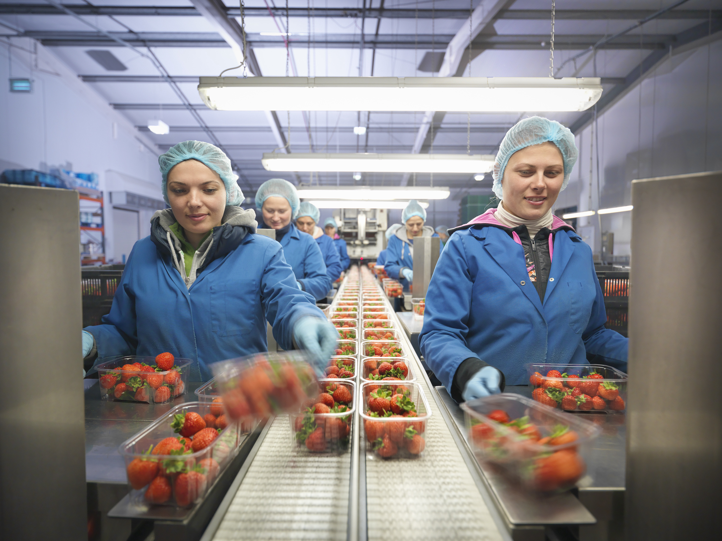 Workers removing strawberries off a conveyor belt