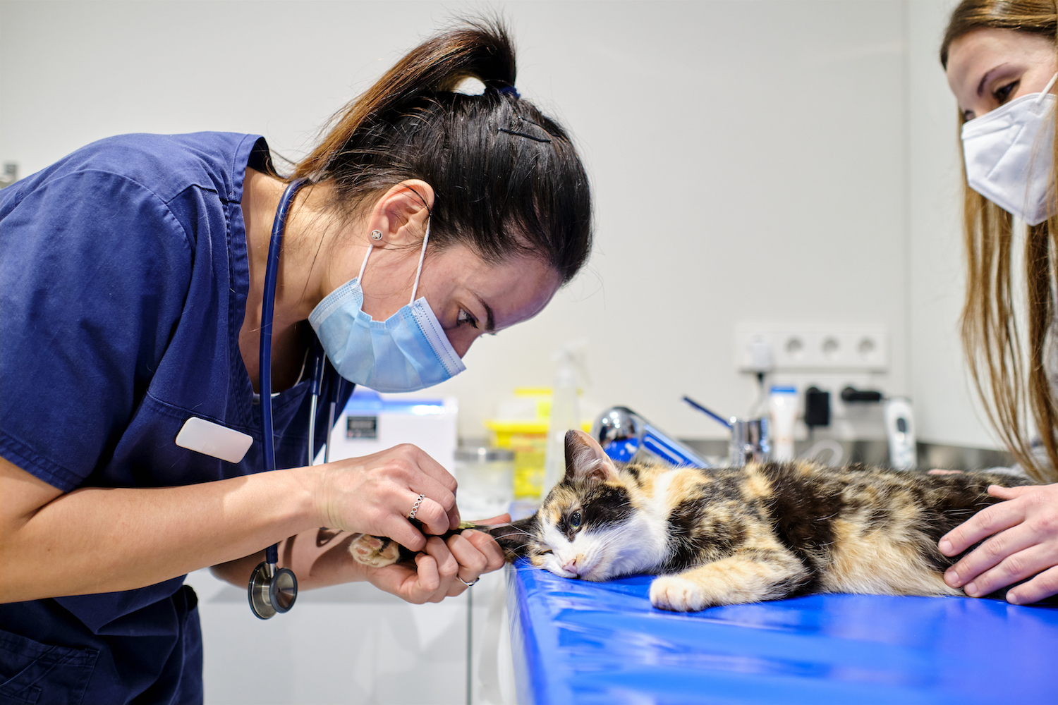 A vet worker taking care of a cat