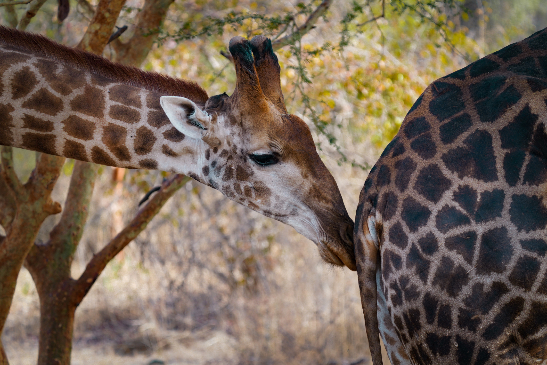 giraffe smelling another&#x27;s butt
