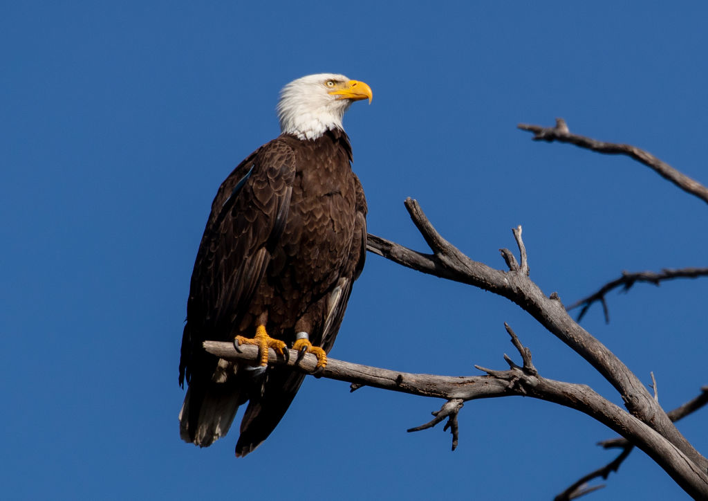 eagle on a tree branch