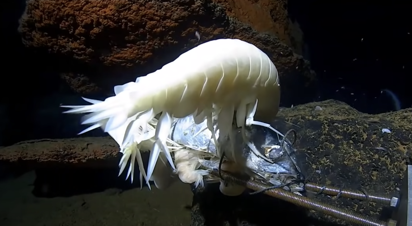 very white, curled amphipod