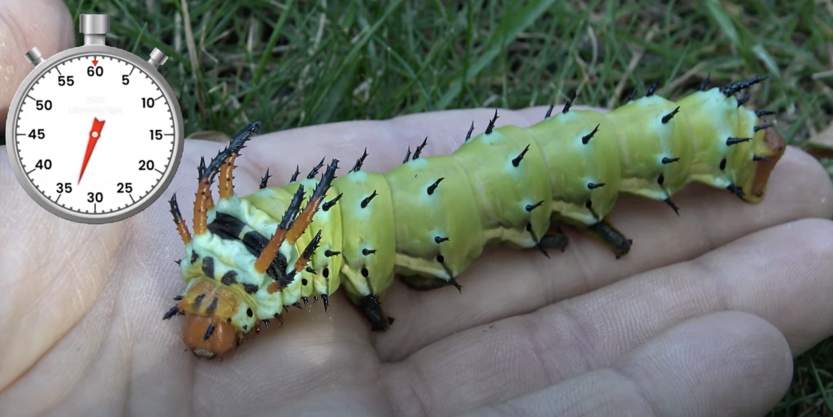 large caterpillar on a hand that looks like it has a small dragon face and a horned body