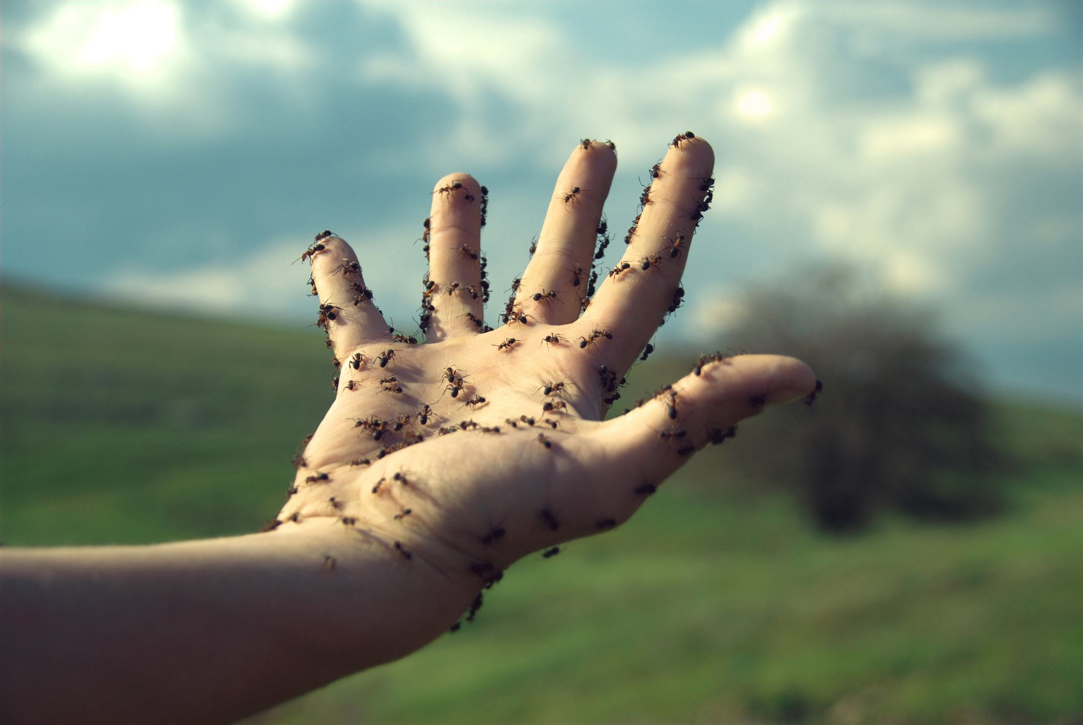 hand covered in ants