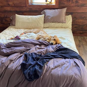 Reviewer's photo of sheets with dog sleeping on top