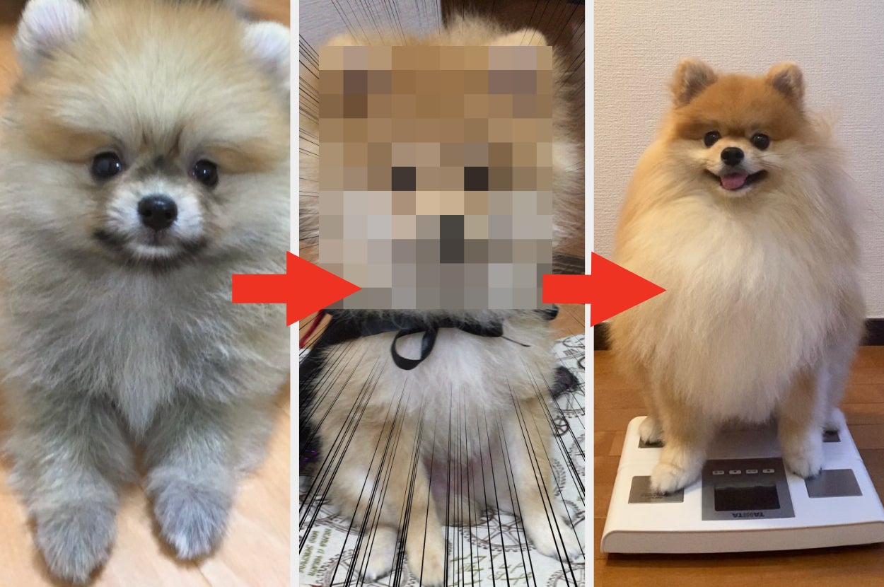 画像】ポメラニアンの驚きの進化とは……？