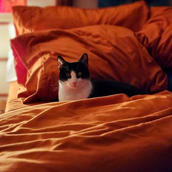 reviewer pic of cat in bed