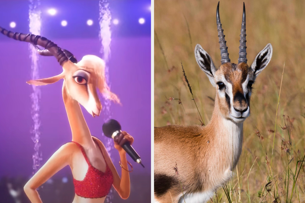 Gazelle holding a microphone and a Thomson&#x27;s gazelle in the grass