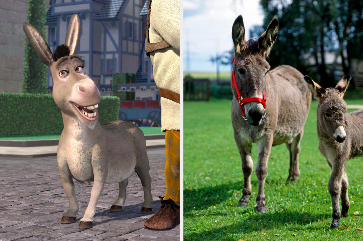 Donkey smiling and two donkeys on the grass