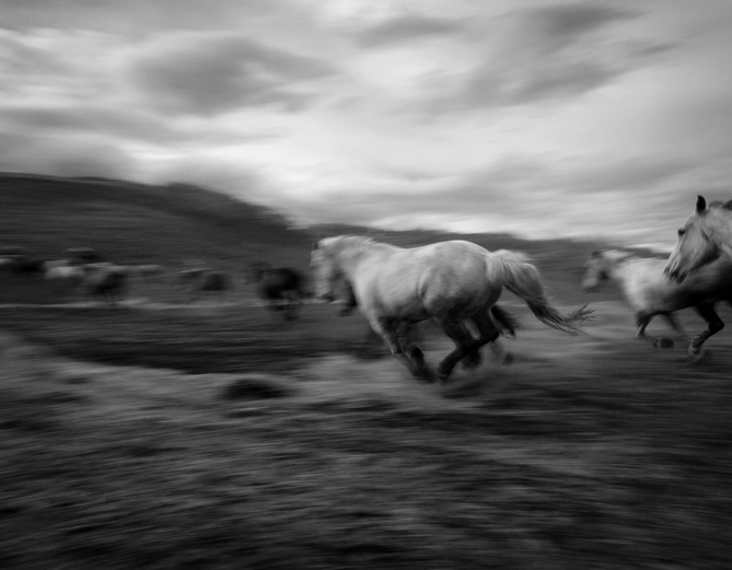 Horses running in a pasture
