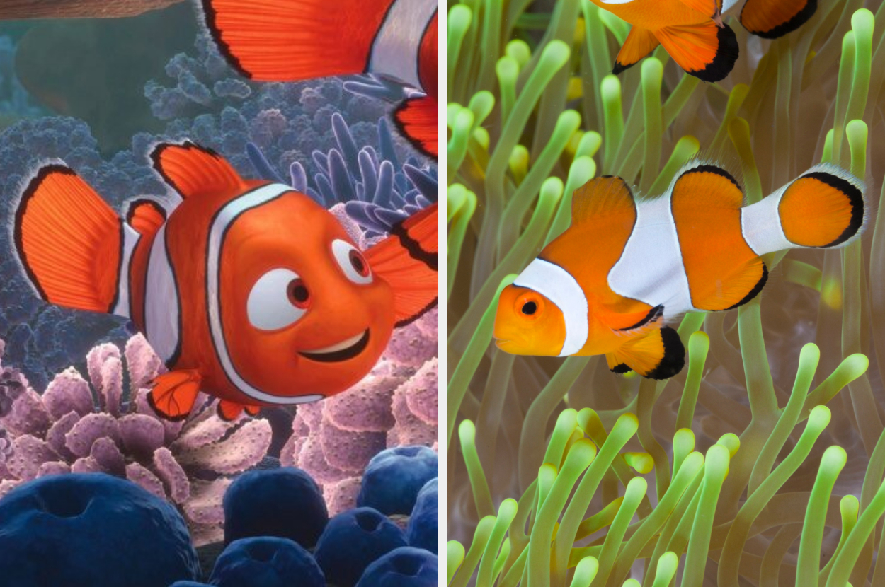 Nemo swimming and a clown fish swimming