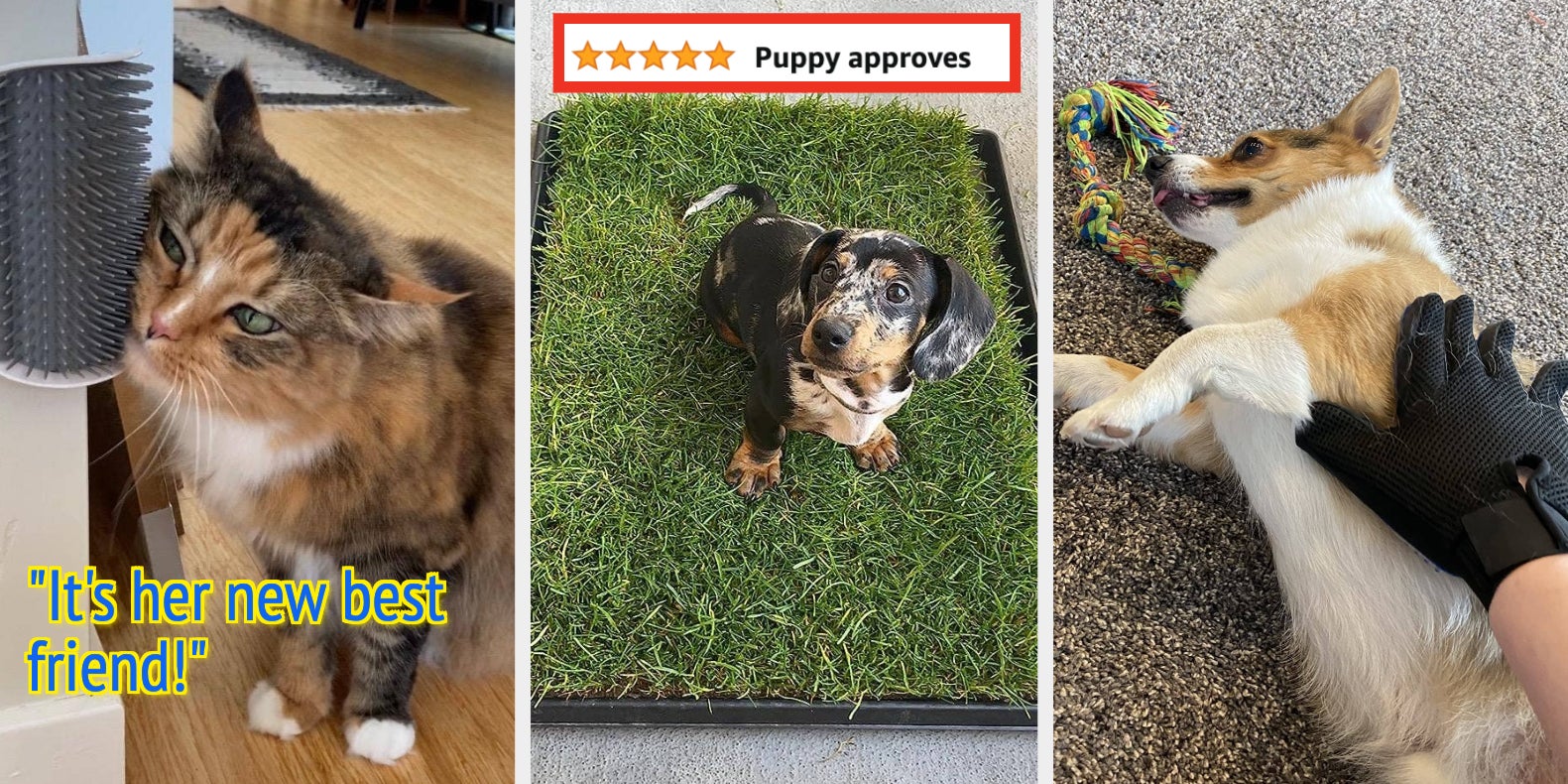 25 Pet Products Reviewers "Love" - Vimarsana News