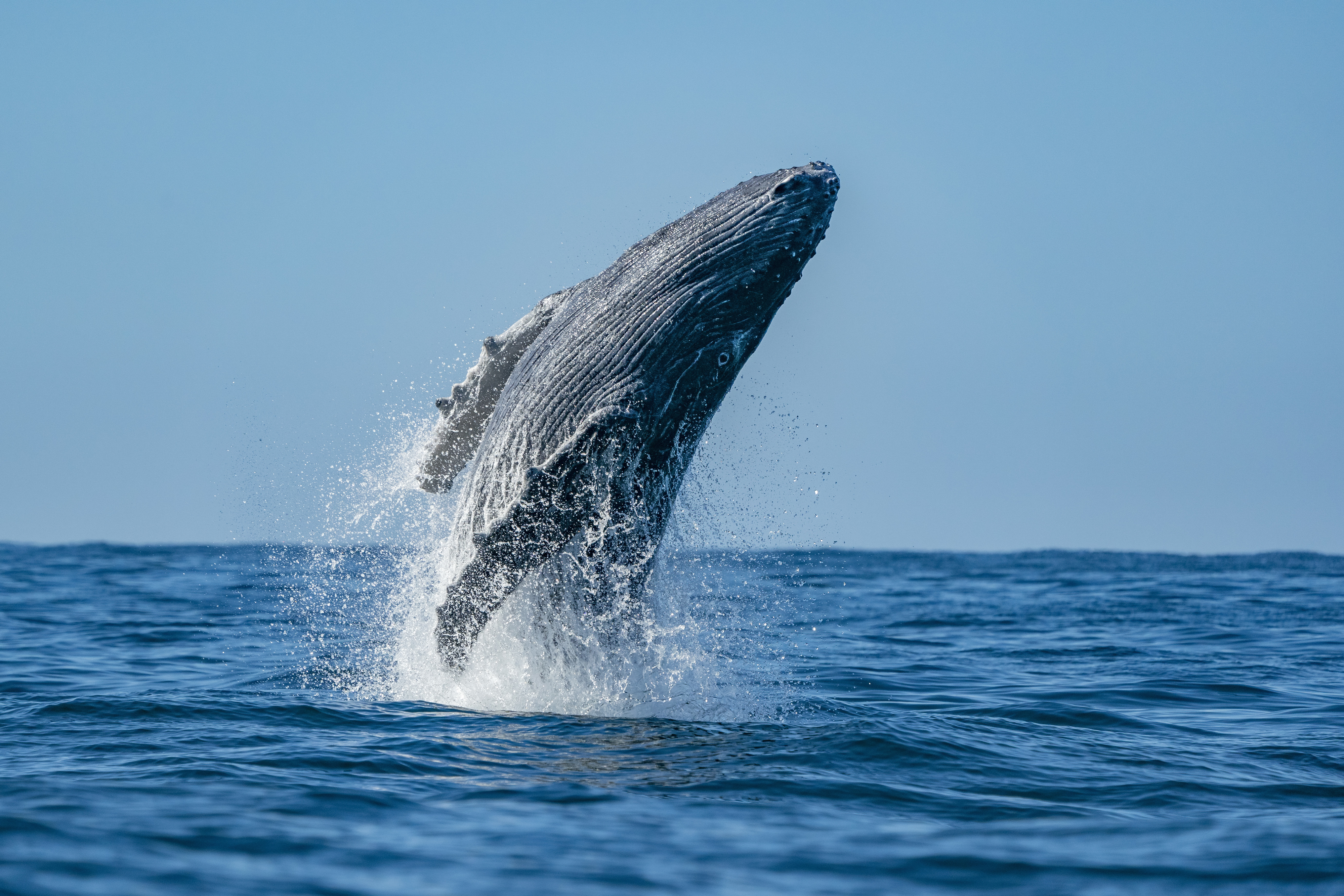 A humpback whale emerging from the ocean