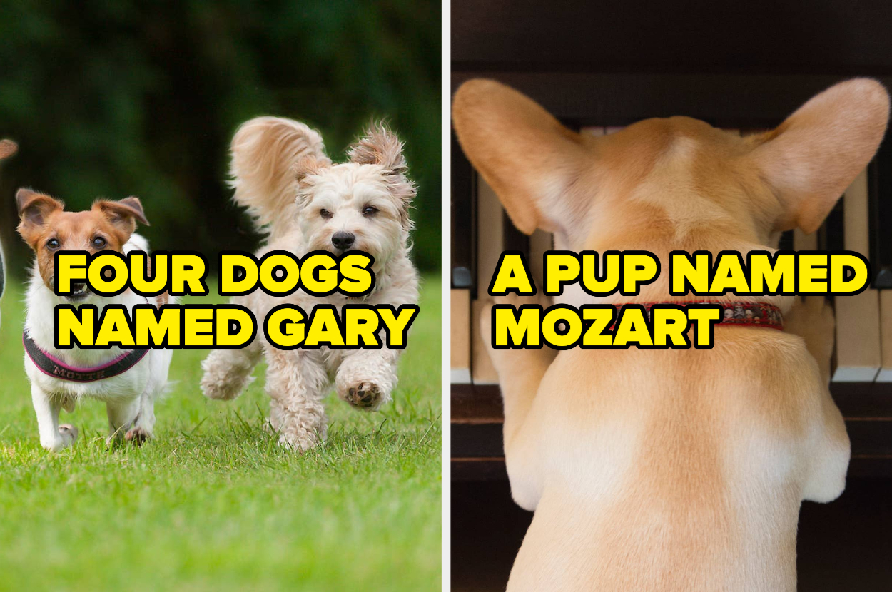 Reddit Shares Terrible Pet Names