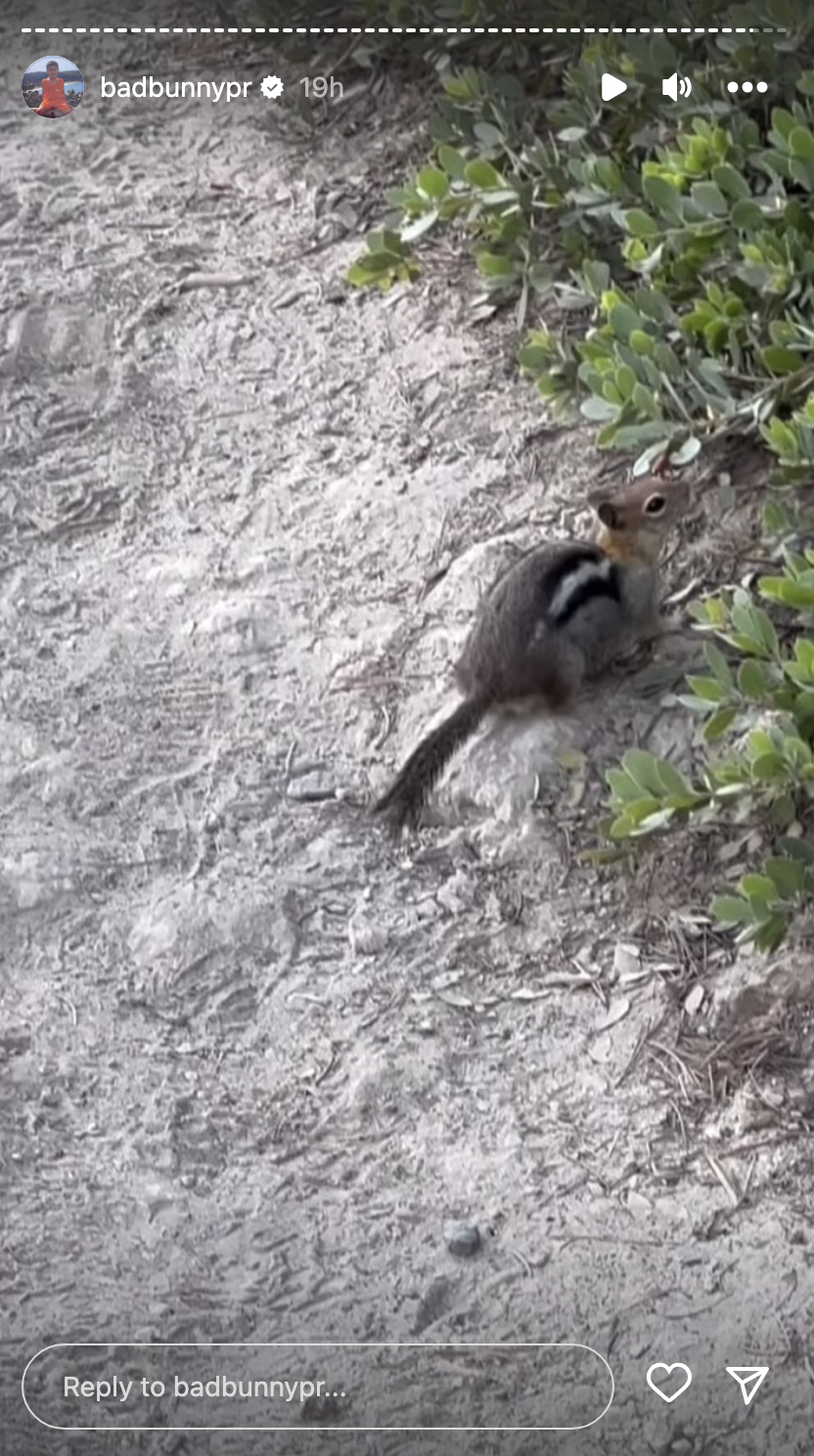 Closeup of a chipmunk