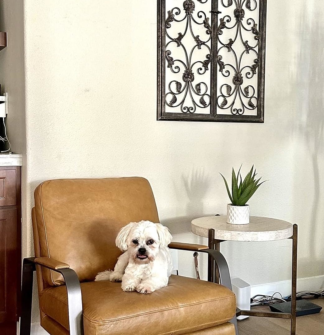 reviewer&#x27;s brown leather chair with a dog on it