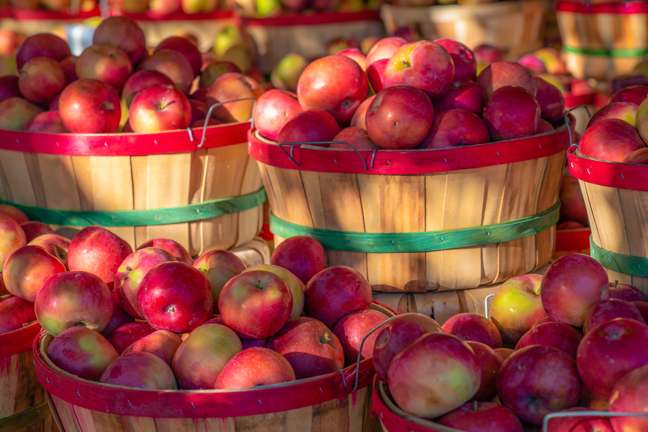 Barrels of apples