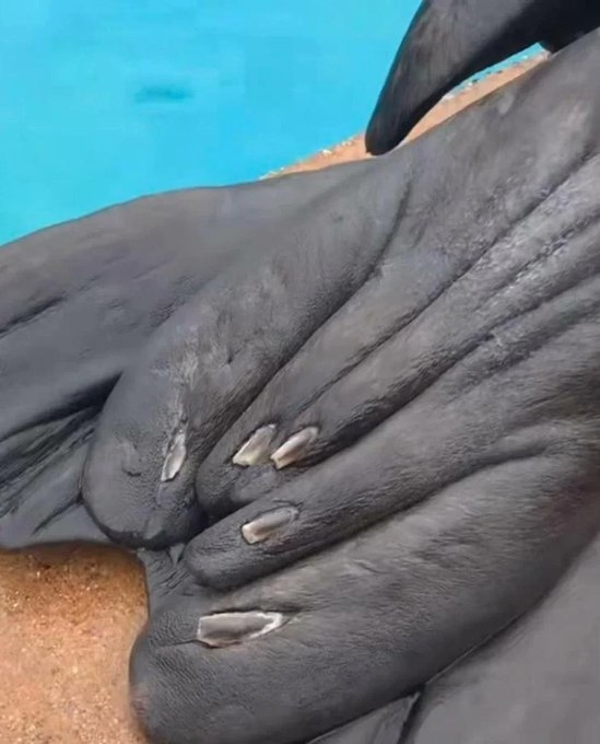 A sea lion&#x27;s nails