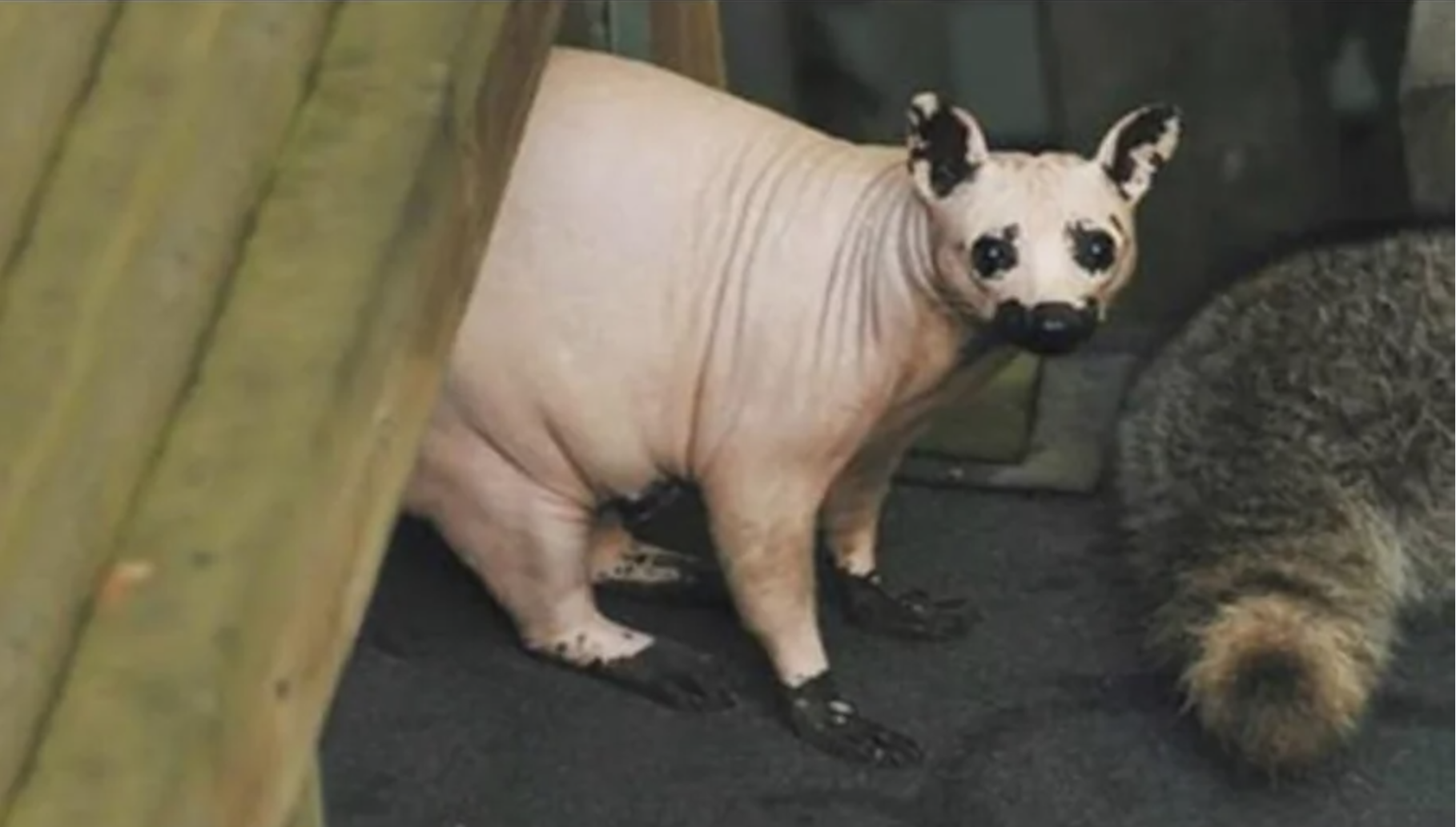 A hairless raccoon