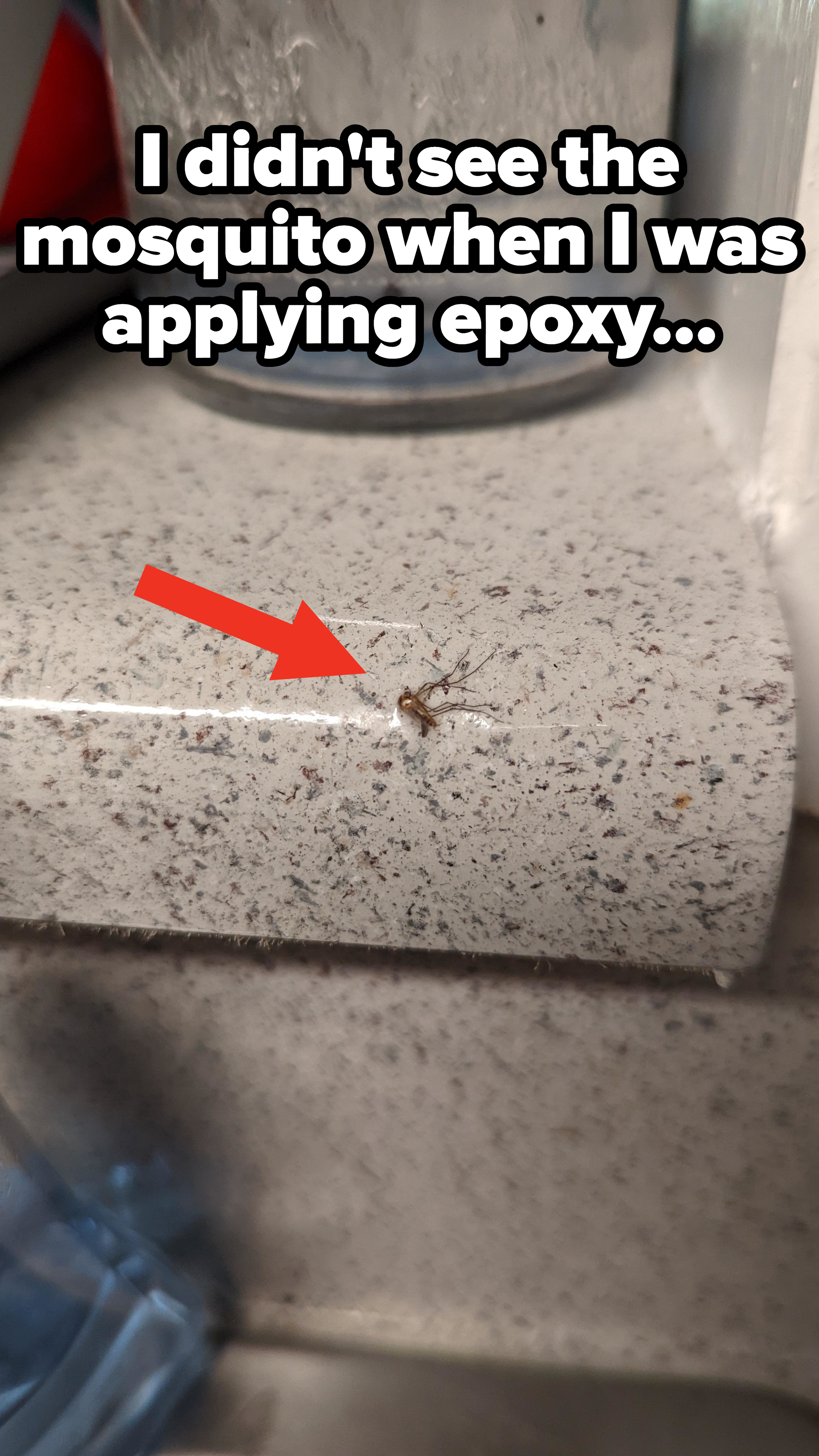 Arrow pointing to mosquito sealed under epoxy on a countertop