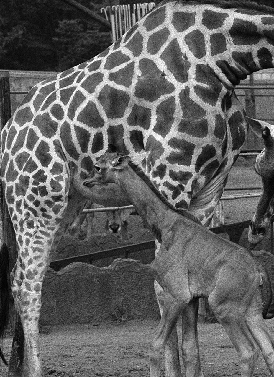 1967年7月31日に上野動物園で撮影されたリョウコ（時事通信社）