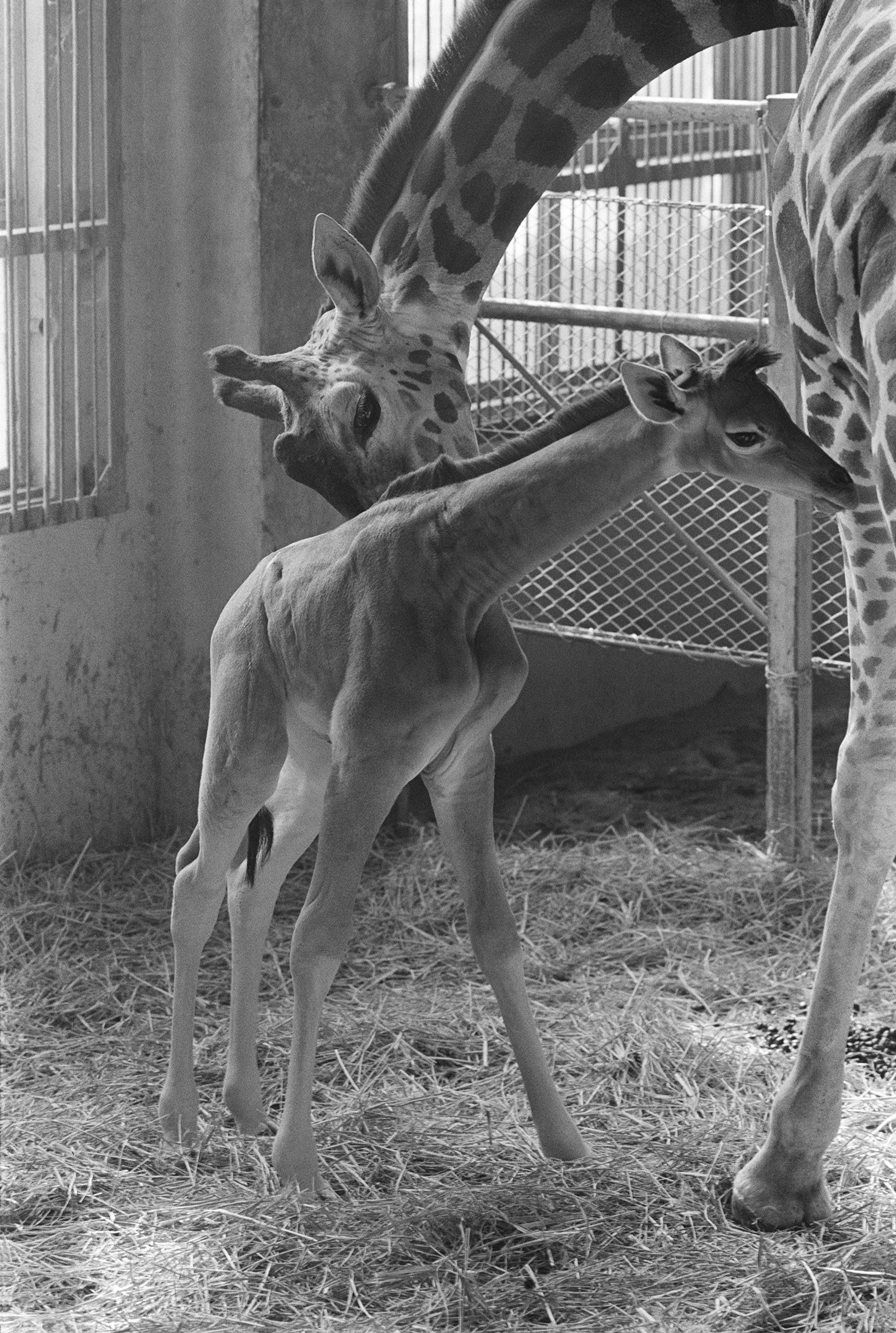 1972年1月18日に上野動物園で撮影されたトシコ（時事通信社）