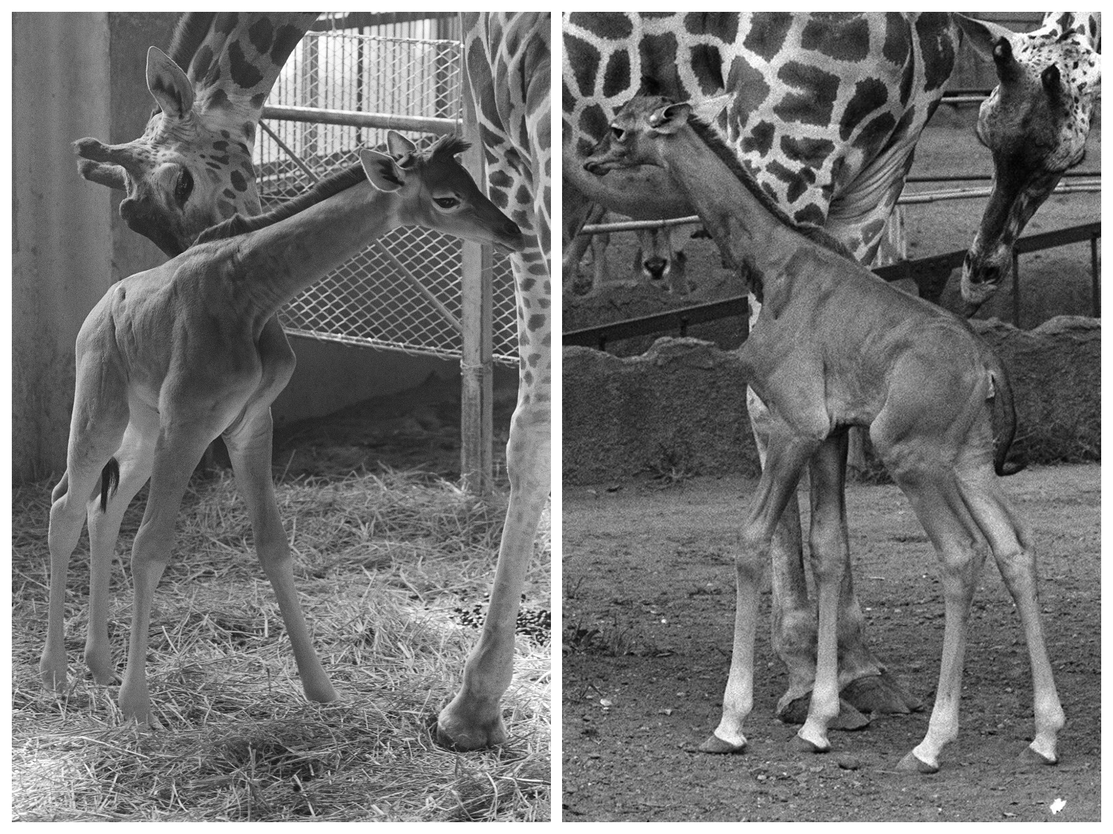 世にも珍しい「模様のないキリン」がアメリカで誕生 ⇒ 実は70年代の