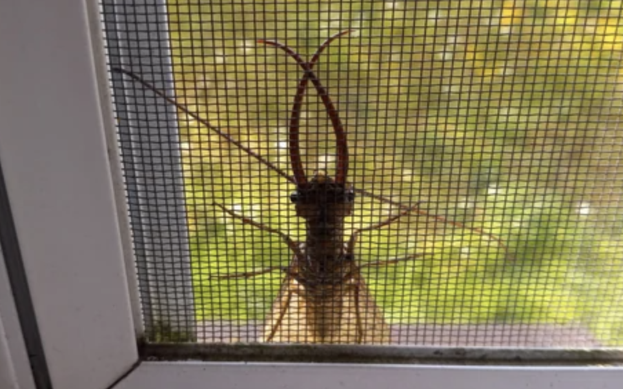A giant bug on a window