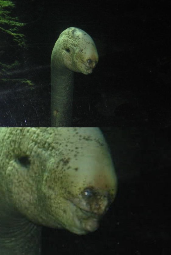 Closeup of an eel