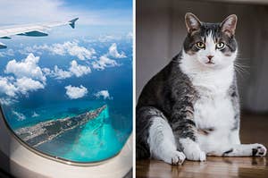 On the left, looking out at a tropical sea from an airplane window, and on the right, a cat sitting up on a hardwood floor