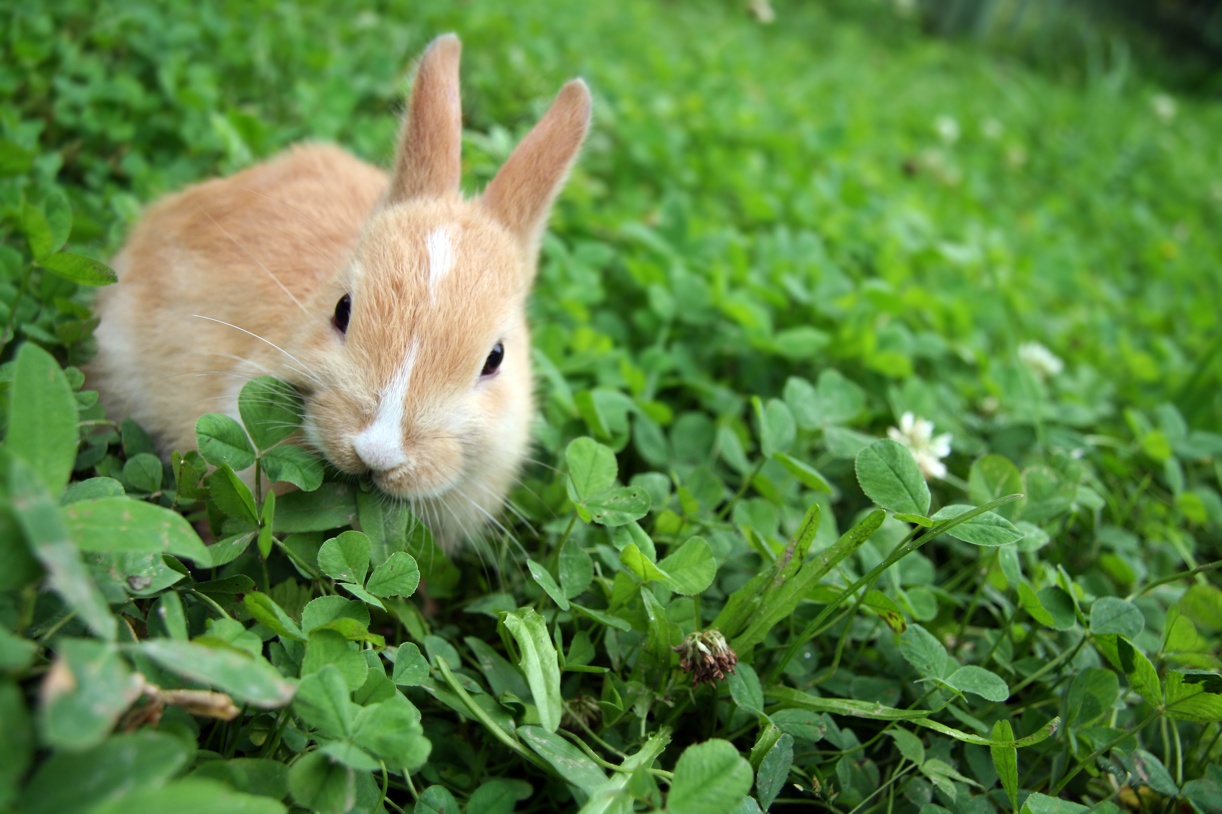 На корм домашним животным какое растение. Заяц ест траву. Кролик в траве. Кролик кушает траву. Кролик ест траву.