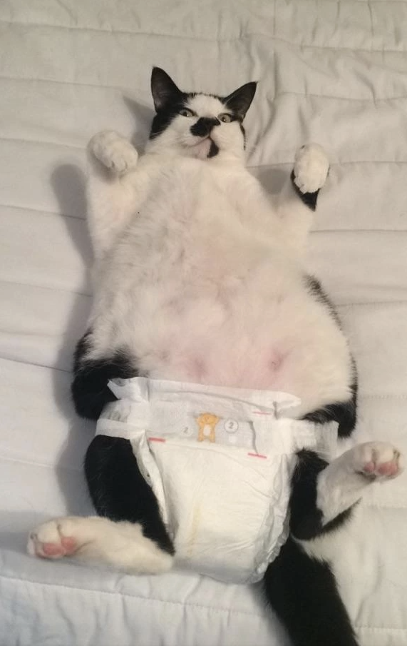A chonky cat on its back wearing a diaper