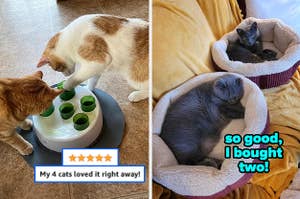 cats playing with an interactive toy with green tubes containing treats inside / cats sleeping in self warming cat beds