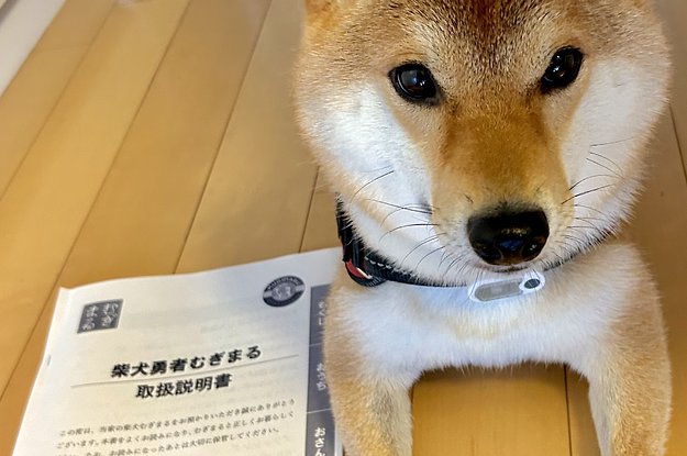 旅行中、実家に飼い犬を預けるから→自作した“取扱説明書” が