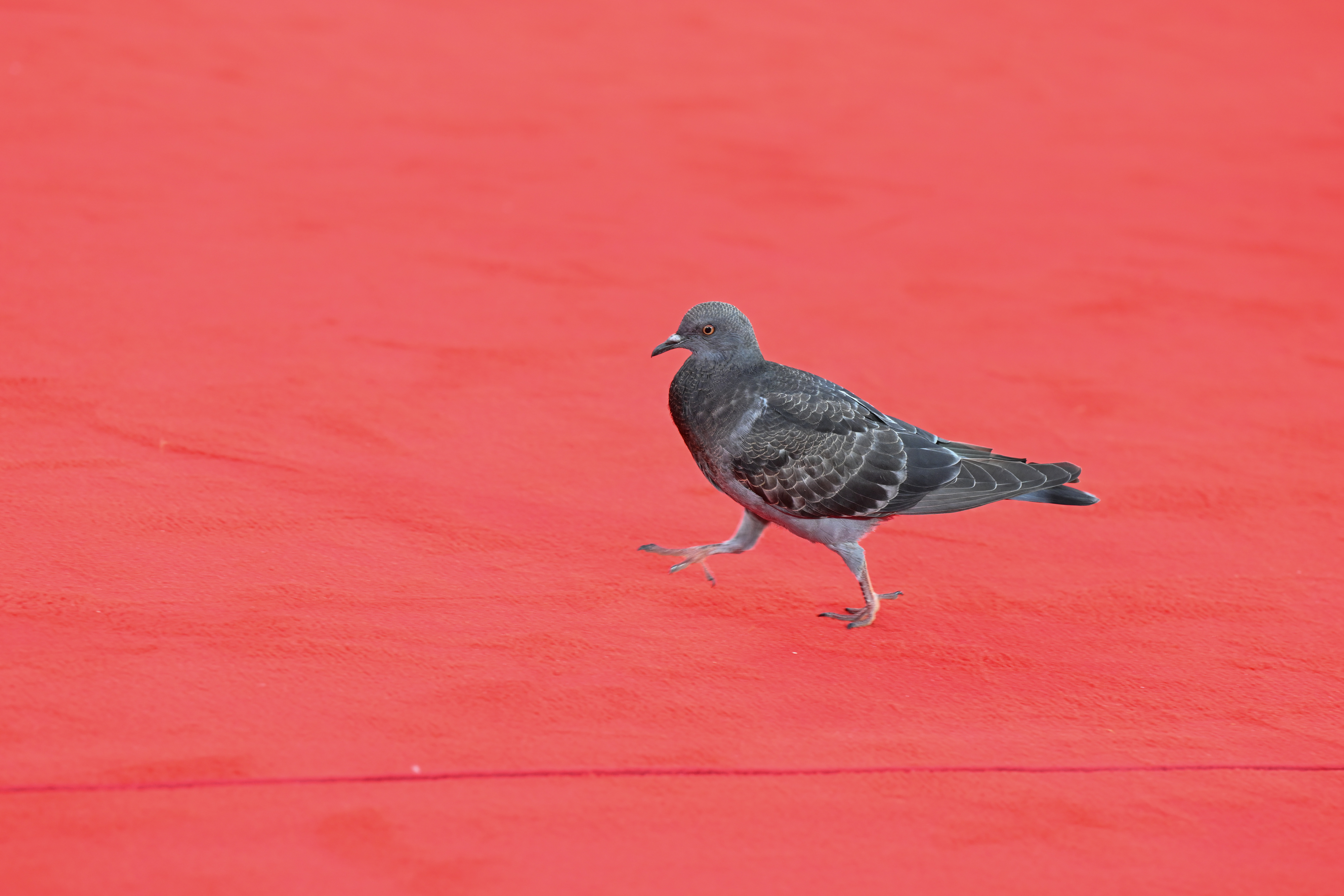 A pigeon on the red carpet