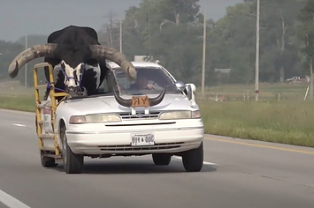 bull and man in car on highway