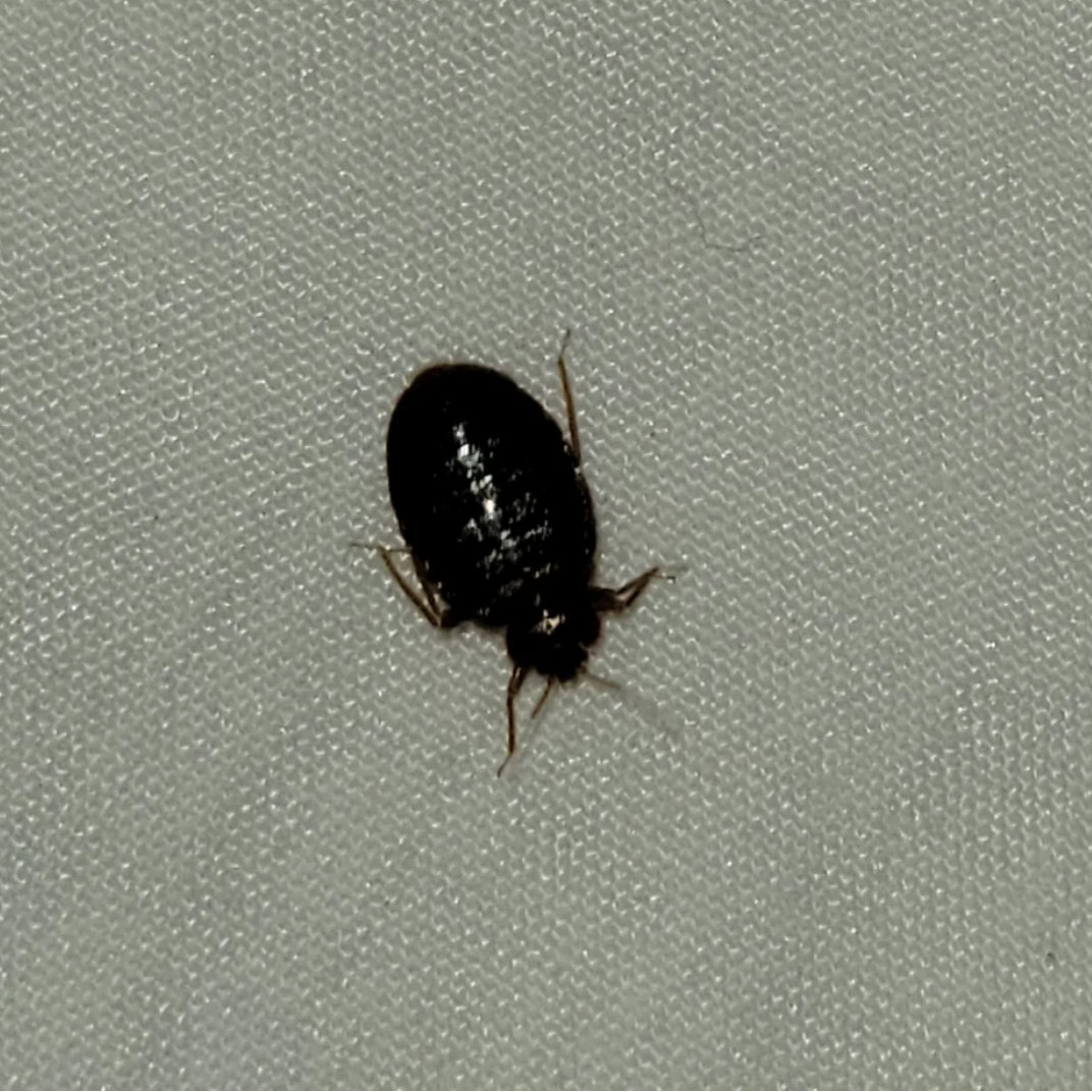 Closeup of a bug