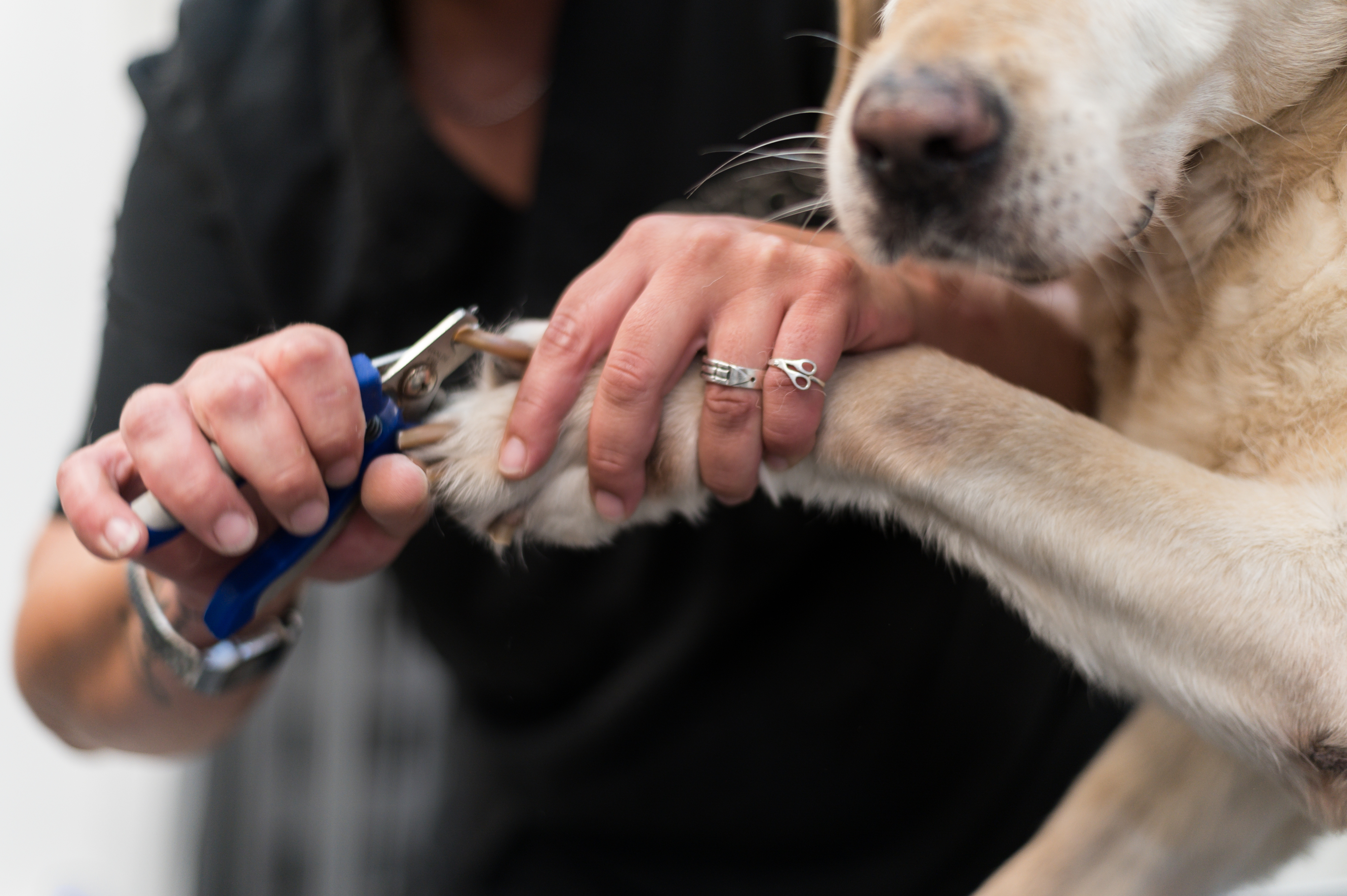 groomer cutting a dog&#x27;s toenail