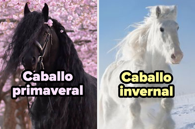 Elige entre estos objetos bonitos y te enseñaré cómo se vería tu caballo de princesa