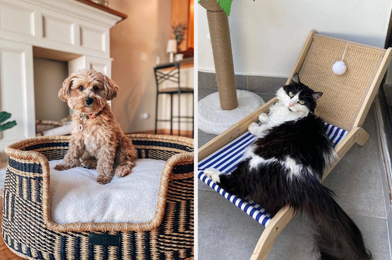dog in a woven bed; cat on a striped hammock bed
