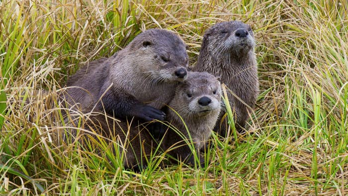 otters are seen plotting their next move