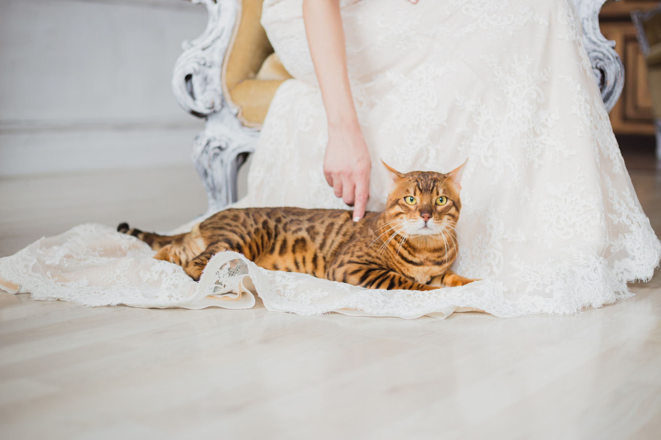 cat sitting on a wedding dress